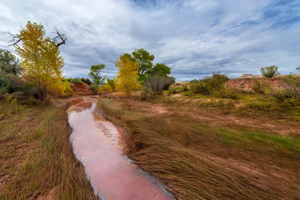 Hermosos árboles de otoño Utah Canyonlands Paisaje de otoño — Foto de Stock