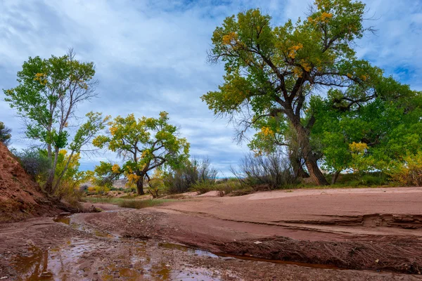 Hermosos árboles de otoño Utah Canyonlands Paisaje de otoño — Foto de Stock