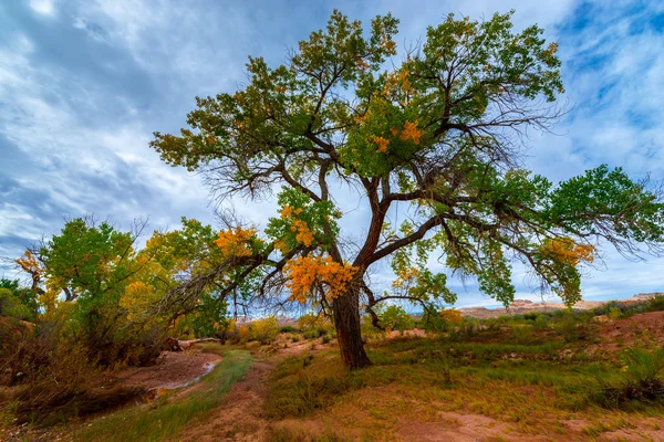 Árbol de Otoño en el Cañón - Utah Fall Landscape — Foto de Stock