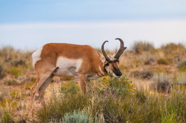 Utah Pronghorn American Antelope - Antilocapra americana clipart