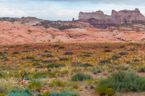 Utah Vidloroh americký americká antilopa - Antilocapra americana — Stock fotografie