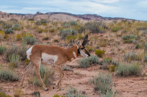 Utah Pronghorn Amerikan antilop - Antilocapra americana — Stok fotoğraf