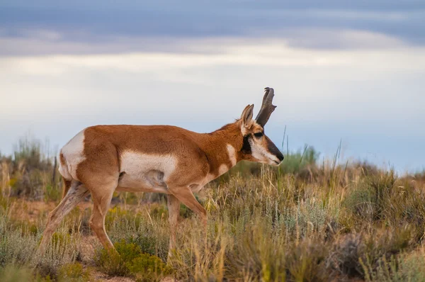 Utah Pronghorn antylopa American - Antilocapra americana — Zdjęcie stockowe