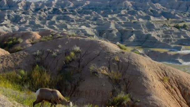 Ovce tlustorohá Badlands — Stock video