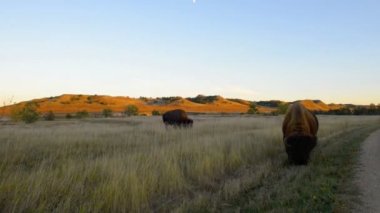 Amerikan Buffalo Badlands Bison Güney Dakota