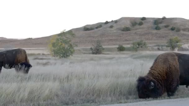 American Buffalo Badlands Bison Jižní Dakota — Stock video