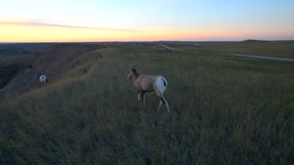 Badlands Bighorn ovelha — Vídeo de Stock