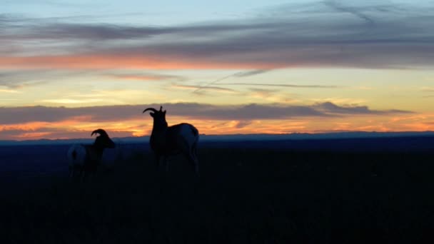 Badlands Bighorn koyun gün batımında — Stok video