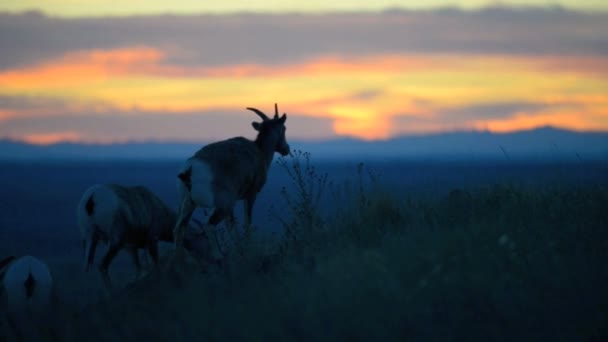 Badlands Bighorn προβάτων στο ηλιοβασίλεμα — Αρχείο Βίντεο