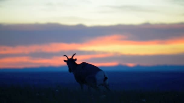 Badlands Bighorn koyun gün batımında — Stok video