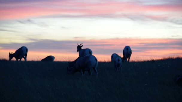 Badlands Bighorn koyun gün batımında — Stok video