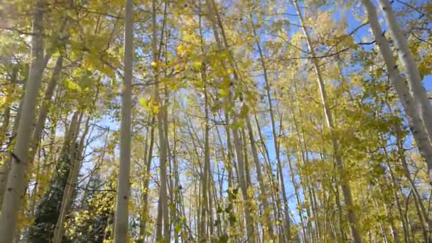 Aspen árboles caída colores — Vídeo de stock