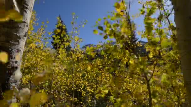 Gele Aspen bomen tegen blauwe hemel — Stockvideo