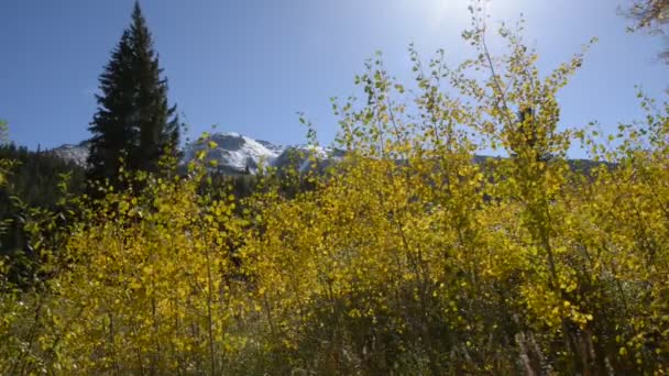 Gele Aspen bomen tegen blauwe hemel — Stockvideo