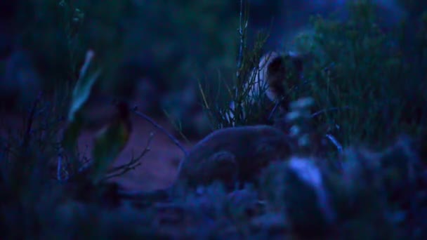 Raposas de bebê brincando à noite — Vídeo de Stock