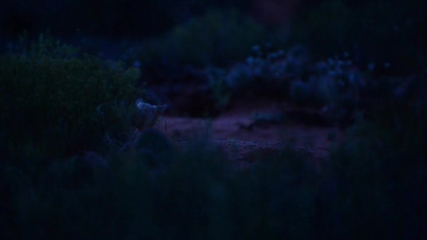 Baby rävar spelar på natten — Stockvideo