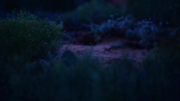 Baby foxes playing at night — Stock Video