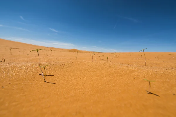 Vegetazione desertica — Foto Stock