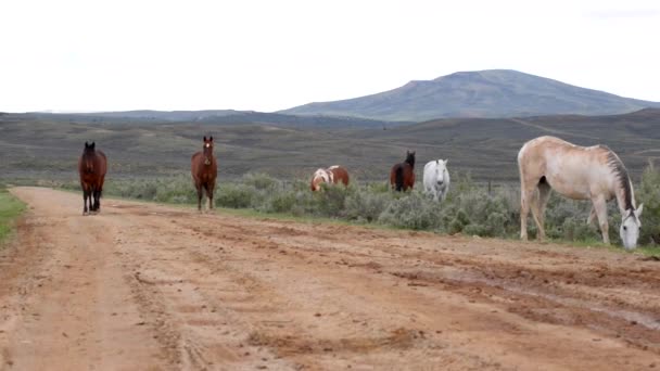 Caballos salvajes Wyoming — Vídeos de Stock