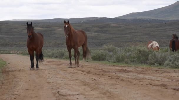 Cavalos selvagens Wyoming — Vídeo de Stock