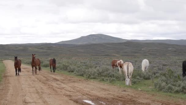 Vilda hästar Wyoming — Stockvideo