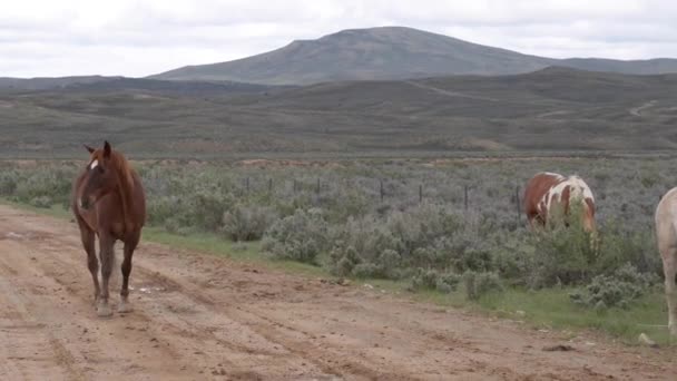 Caballos salvajes Wyoming — Vídeos de Stock