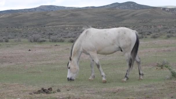 Vahşi atlar Wyoming — Stok video