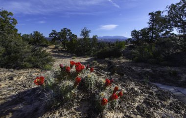 Kirpi kaktüs çiçeği Escalante Ulusal Parkı Utah Kızıl