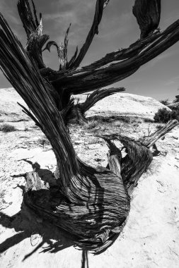 Tek ağaç yuvası kanyona siyah ve beyaz 
