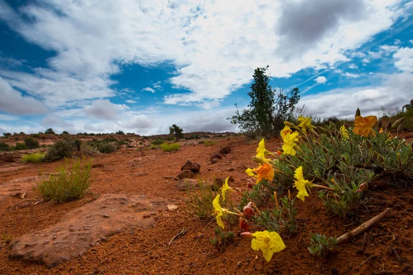 Fiori selvatici dopo la pioggia Serata Primrose Utah paesaggio — Foto Stock