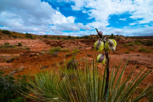 Yucca Planta Flor Parque Nacional Escalante Utah Paisagem — Fotografia de Stock