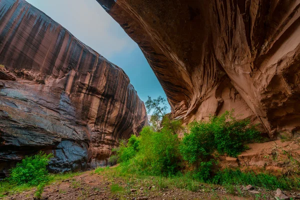 Neon canyon na de regen storm utah landschap — Stockfoto