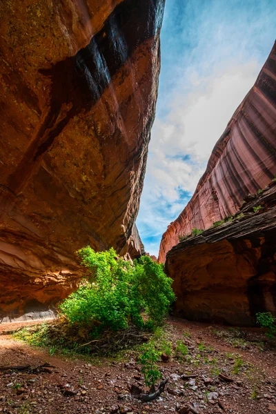 Neon Canyon após a tempestade de chuva Utah Paisagem — Fotografia de Stock