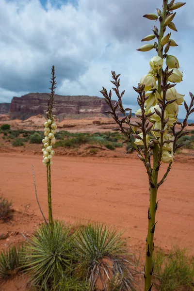 Yucca Plant Blossom Parco Nazionale dell'Escalante Paesaggio dello Utah — Foto Stock