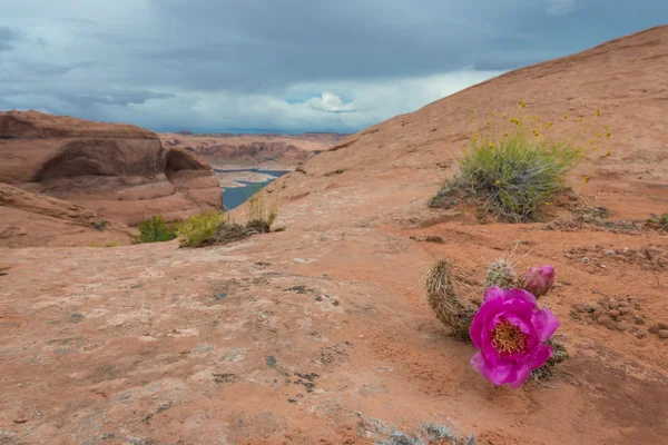 Flor de cactus púrpura junto al paisaje del lago Powell Utah — Foto de Stock