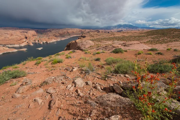 Desert Globemallow - Apricot Mallow Lake Powell near Hole in the — Stock Photo, Image