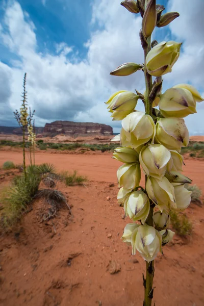 Yucca Plant Blossom Escalante National Park Utah Landscape — Stock Photo, Image