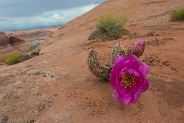 Fialový kaktusový květ v krajině Utah Lake Powell — Stock fotografie