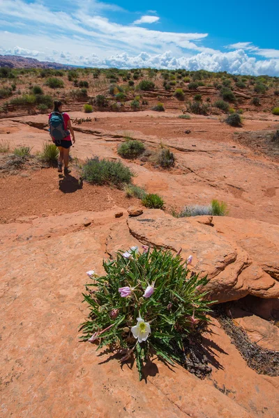 Caminhante Backpacker Mulher e flores selvagens do deserto Escalante Utah — Fotografia de Stock