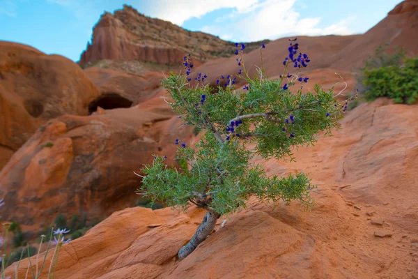 Flores Silvestres, Punto de Cueva de Vegetación del Desierto, Gran Escalera - Es — Foto de Stock