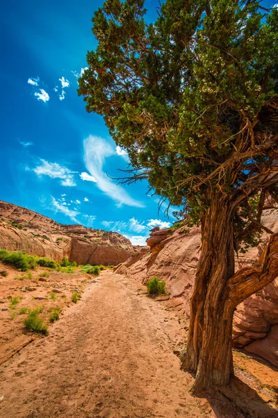 Single Tree in the Canyon — Stock Photo, Image
