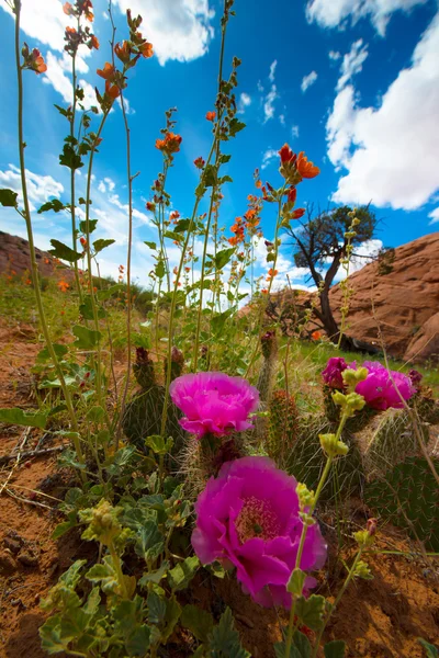 Flores do deserto selvagem Flores Utah Paisagem Composição vertical — Fotografia de Stock