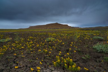 Sarı çiçek Cottonwood kanyon yolu Utah