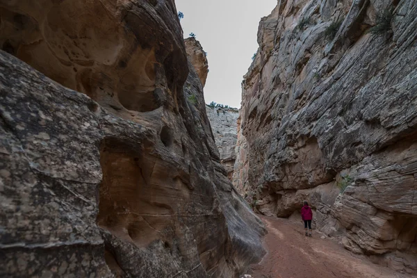 Hiker in South Cottonwood narrows near Road 400 Utah — Stock Photo, Image