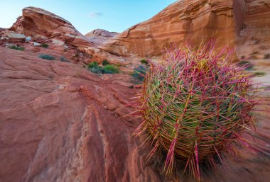Güzel büyük kaktüs - yangın dalga Vadisi yangın Nevada