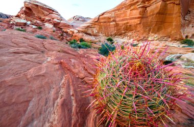 güzel büyük kaktüs 