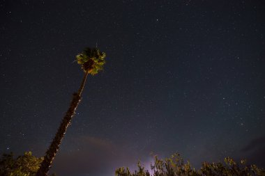 Palmiye ağacı agains güzel açık parlak yıldızlı gece gökyüzü tek 