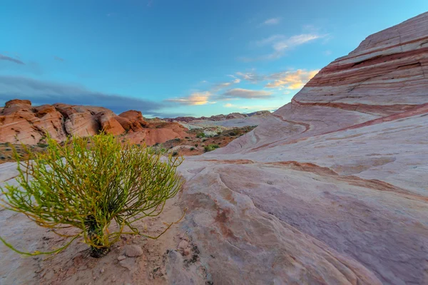 Single Tree on a Desert Valley of Fire State Park Nevada — Stock Photo, Image