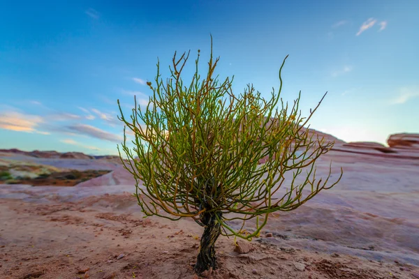 Single Tree on a Desert Valley of Fire State Park Nevada — Stock Photo, Image