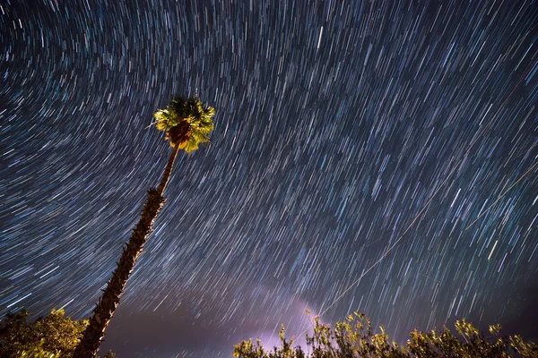 Palmiye ağacı agains Star-trail gökyüzü tek — Stok fotoğraf